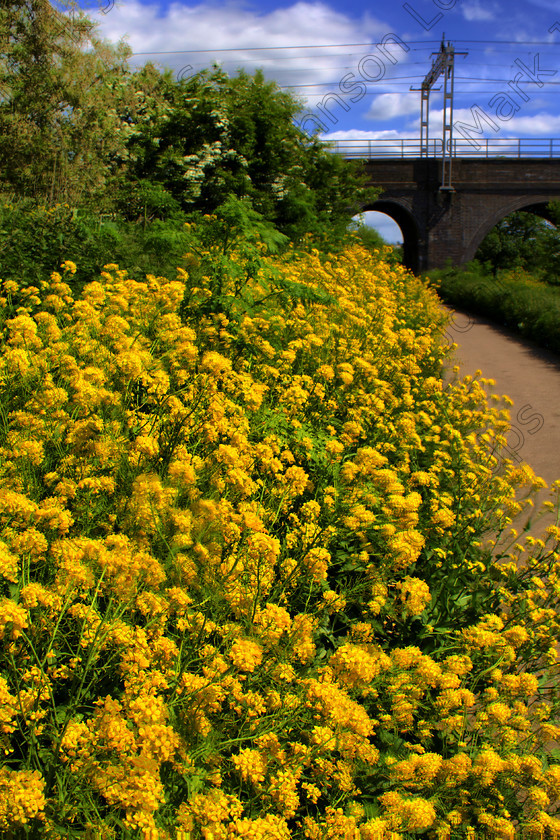 PrfdHDR MG 5717 
 in HDR. 
 Keywords: HDR, High Dynamic Range, floral, vibrant, wild flowers, yellow