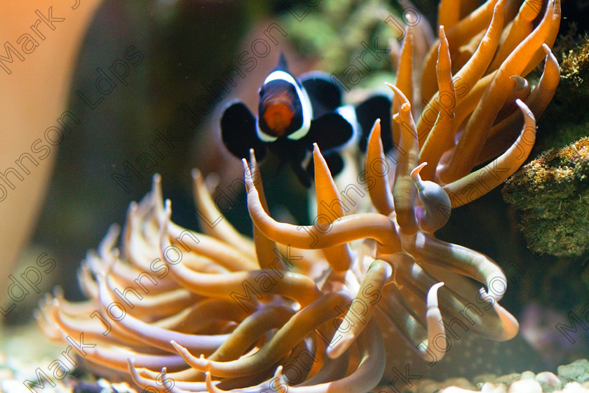 MG 1978Tropical Fish-2 
 Clown fish displaying natural behaviour 
 Keywords: Coral, Mark Johnson LDPS, aquariums, black and white, bright, clown fish, discus, exotic, fish, fishkeeping, hobbies, invert, johnson photographics, marine tank, patterns, reef tank, tropical, vibrant