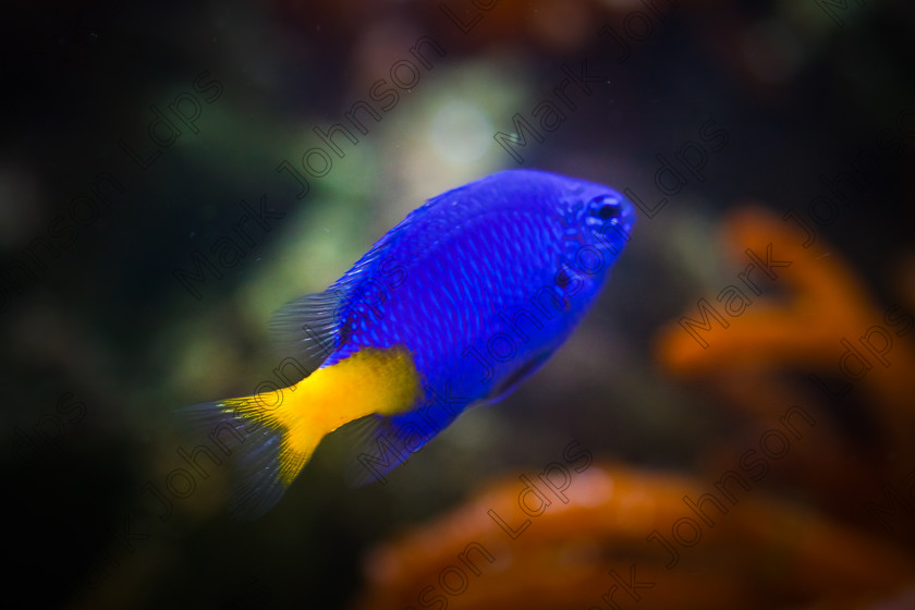 MG 1976Tropical Fish-2 
 Keywords: Mark Johnson LDPS, aquariums, blue fish, bright, discus, exotic, fish, fishkeeping, hobbies, johnson photographics, patterns, tail, tropical, vibrant, yellow