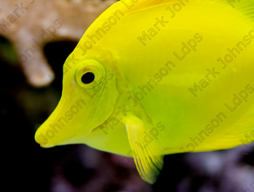 Prfd MG 5360 
 Keywords: Angel Fish, Water, aquarium, bright, fish, marine, sealife, tank, vivid, yellow