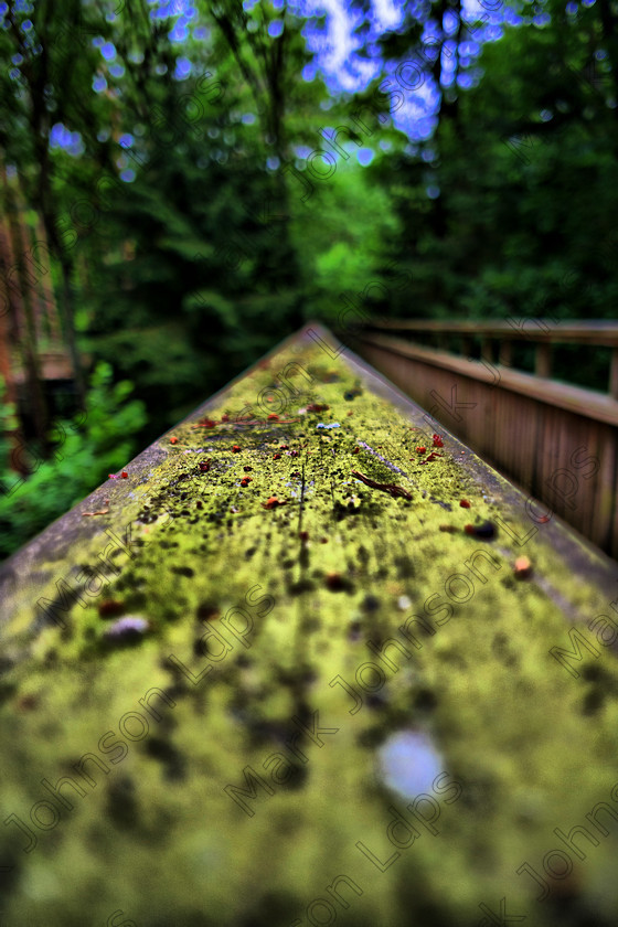 PrfdHDR SAM0386 
 in HDR on treetop walk 
 Keywords: HDR, High Dynamic Range, Salcey Forest, mjldps, safety, timber, wooden Handrail, woodland