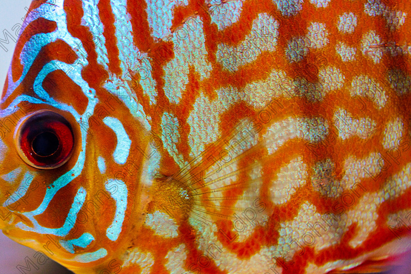 MG 1971Tropical Fish-2 
 Some Macro images of some Tropical Discus fish 
 Keywords: Mark Johnson LDPS, aquariums, aquatic, beautiful, bright, discus, exotic, fins, fish, fish mouth, fisheye, fishkeeping, gills, graceful, hobbies, johnson photographics, light blue, macro, orange stripes, patterns, scales, swimming, tropical, tropical fish, vibrant