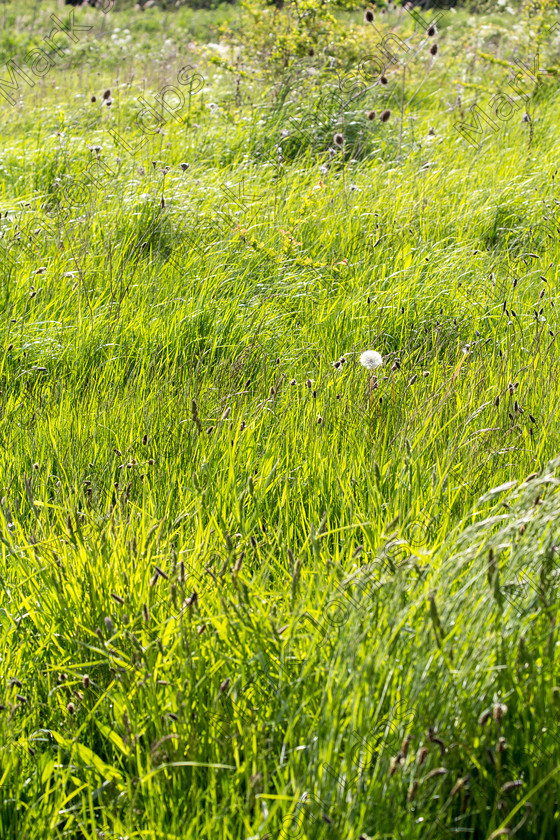 Prfd MG 5666 
 Keywords: dandelion, green grass, long grass, nature, wild grass