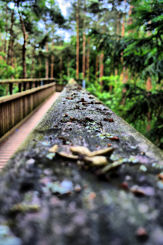 PrfdHDR SAM0405 
 Keywords: HDR, High Dynamic Range, Salcey Forest, handrail, mjldps, safety, tall trees, timber, treetop walk, wooden Handrail, woodland
