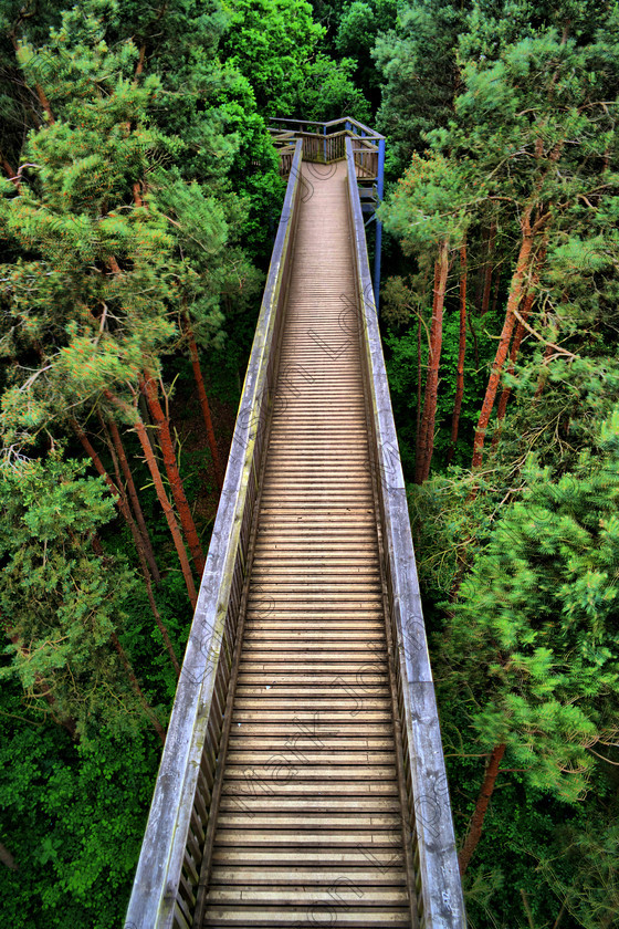 PrfdHDR SAM0393 
 in HDR from above 
 Keywords: HDR, High Dynamic Range, Salcey Forest, mjldps, poplars, tall trees, treetop walk, woodland