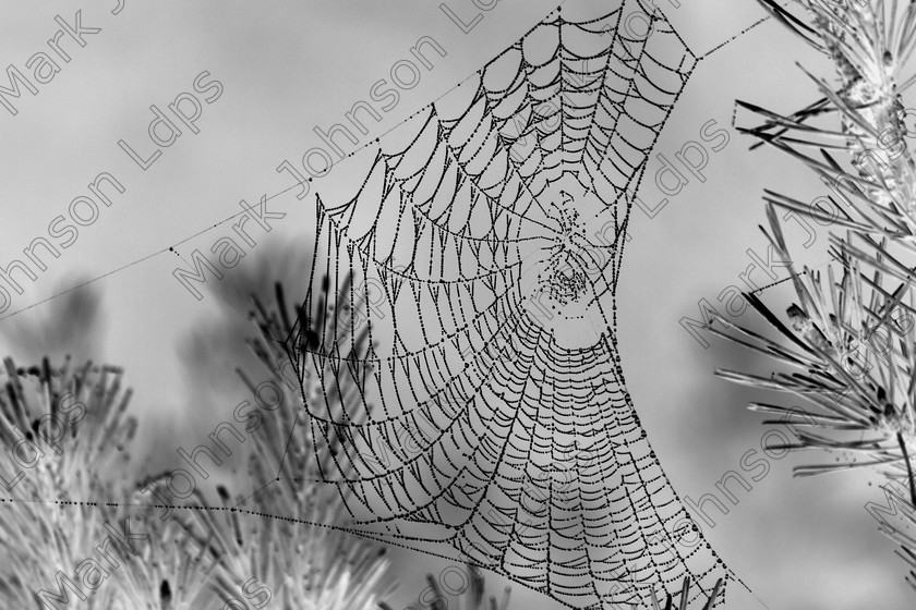 Invert B&W MG 3257 
 Keywords: Mark Johnson LDPS LDPS DPS Digital Images canon eos350 eos 350d professional photography spiderweb webs spiders trap flies inverted black web