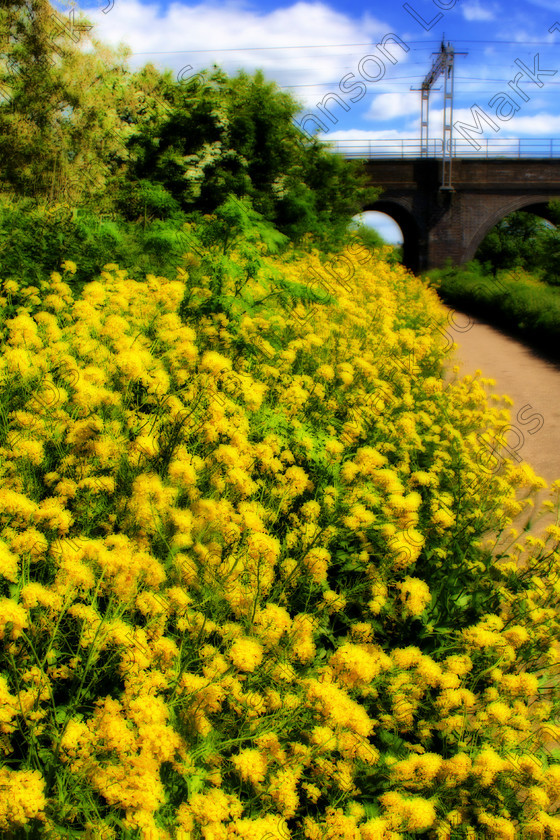 PrfdORTON HDR MG 5717 
 in HDR. 
 Keywords: HDR, High Dynamic Range, effect, floral, orton, vibrant, wild flowers, yellow
