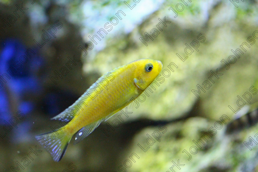 ProofedIMG 3210 
 Keywords: Aquarium, Fish, coldwater fish, goldfish, tank
