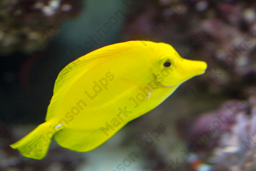 Prfd MG 5351 
 Keywords: Angel Fish, Water, aquarium, bright, fish, marine, sealife, tank, vivid, yellow