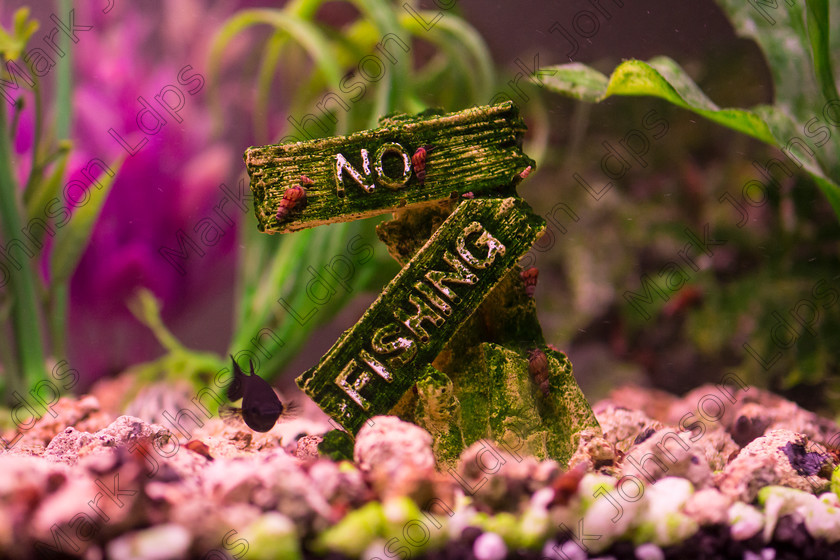 PRFD MG 5210 
 Keywords: fish tank, aquarium, sign, no fishing, underwater