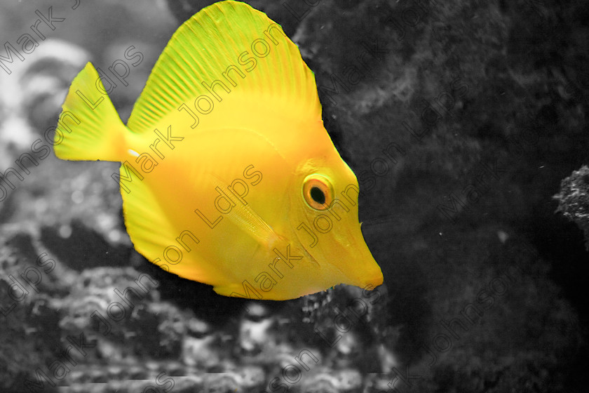 MG 1977Tropical Fish-2 
 Keywords: Mark Johnson LDPS, angel fish, aquariums, bright, discus, exotic, fish, fishkeeping, johnson photographics, patterns, tropical, vibrant, yellow