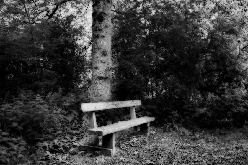 PrfdMONO ORTON HDR SAM0342 
 in mono with Orton filter 
 Keywords: HDR, High Dynamic Range, bench, black and white, filtered, mjldps, mono, orton filter, resting area, wooden seat, woodland