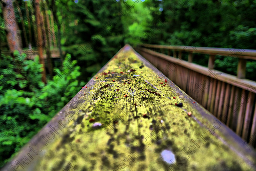 PrfdHDR SAM0383 
 in HDR on treetop walk 
 Keywords: HDR, High Dynamic Range, Salcey Forest, mjldps, safety, timber, wooden Handrail, woodland