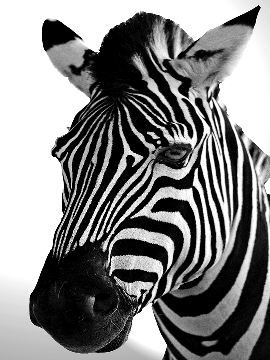 African zebra portrait