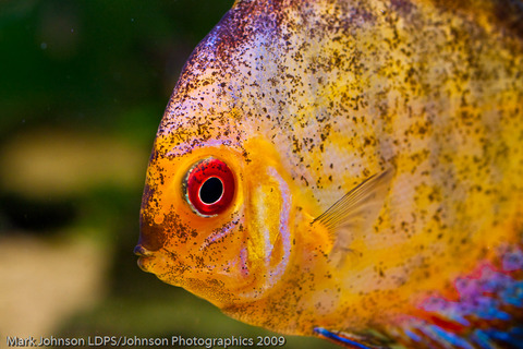 A Discus fish (tropical)